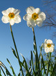"flowers": back-lit jonquils reaching skyward