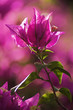 bougainvillier