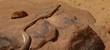 serpent spammophis sur un rocher