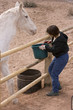 feeding horse 1 feeding horse 1