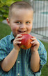 young boy snacking on a juicy apple