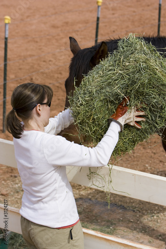 feeding horse hay feeding horse hay