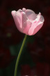 pink tulip pink tulip
