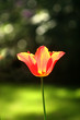 red tulip red tulip