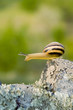 suicidal snail