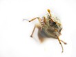 running bug