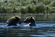grizzlies fighting