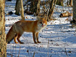 red fox 20