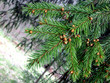 spring branch of a fur-tree