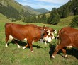 la traite des vaches
