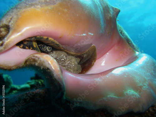 Inside Of Conch