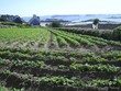 culture de la pomme de terre sur une ïle