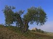ulivo secolare