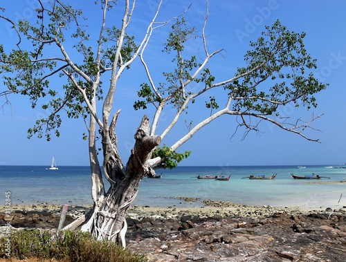 Photo: baum beim strand baum beim strand