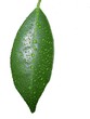 feuille d'oranger
