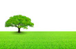 Photo: arbre sur prairie et fond blanc arbre sur prairie et fond blanc