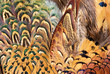 pheasant feather closeup pheasant feather closeup