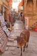 city street with a sacred cow walking near newspaper shop, jaisa