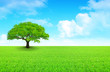 arbre sur prairie et ciel nuageux