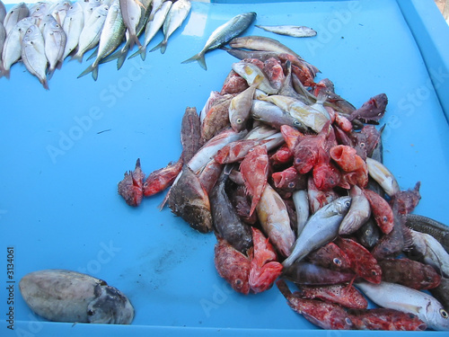 red mullets and fresh fishes on the maket stand, marseille, sout