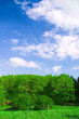 forest landscape forest landscape