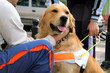 Foto: seeing eye dog seeing eye dog