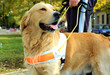 Foto: seeing eye dog seeing eye dog