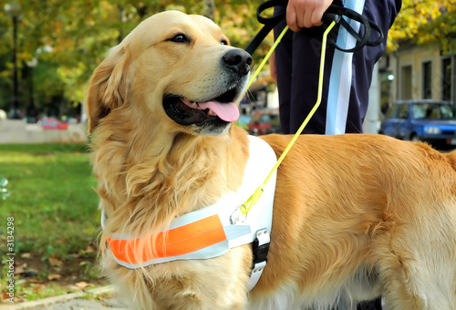 seeing  eye dog