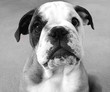 puppy puppy