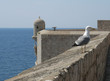 saint et mouette