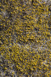 lichen