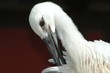 la cigogne