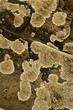 lichen