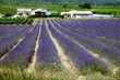 france/provence/champs de lavande france/provence/champs de lavande
