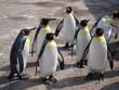 group of penguins
