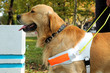 Foto: assistant dog assistant dog