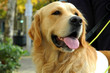 seeing eye dog