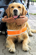 trained dog