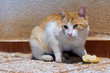 eating cat