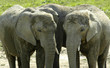 discussion d'éléphants