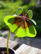 clover