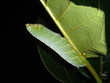 chenille verte