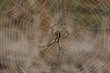 Photo: spider and its web spider and its web