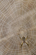 Photo: spider and spider web spider and spider web