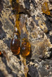 resin