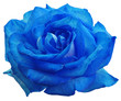 rose bleue
