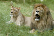 couple de lions