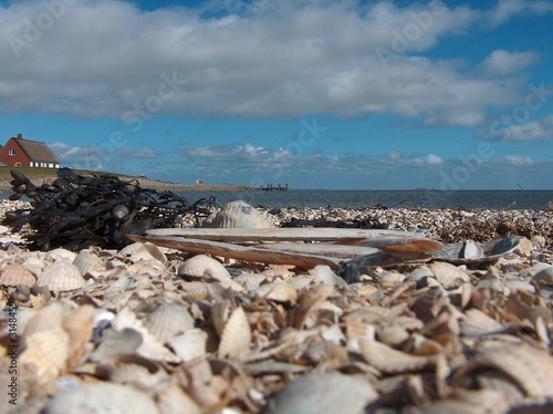 muschelstrand nordsee muschelstrand nordsee