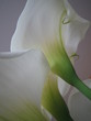 calla