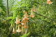 datura